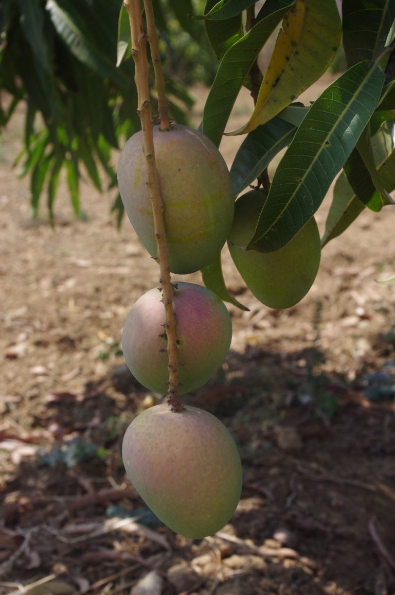 How to read the Indian mango season - Mercadero