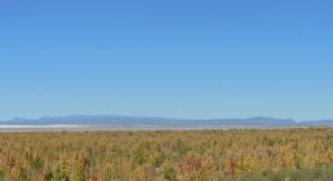 Quinoa field