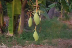 Totapuri mango variety India
