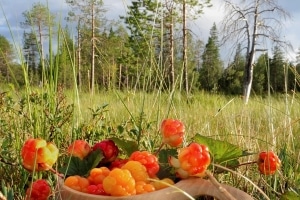 cloudberries_web