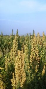 organic quinoa from peru